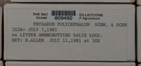 Physarum polycephalum image